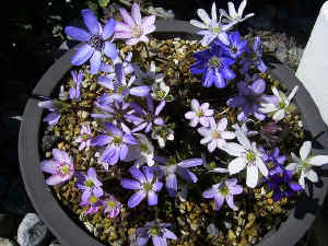 meirimg0087.jpg (51151 バイト)