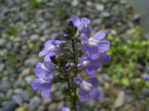 meirimg1111.jpg (49542 バイト)