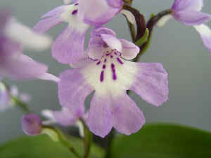 meirimg1222.jpg (50328 oCg)