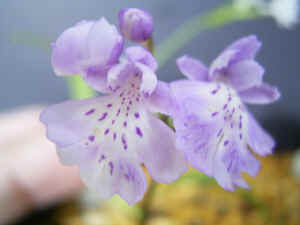 meirimg1286.jpg (49402 oCg)