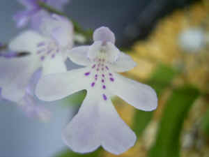 meirimg1318.jpg (51082 oCg)