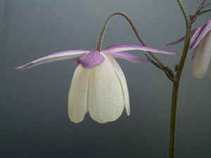 meirimg1386.jpg (50265 バイト)
