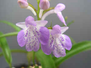 mm-meiRIMG5292.jpg (50118 oCg)