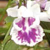u-hannmon6140013.jpg (12681 oCg)