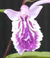 u-murasakiten1010050.jpg (36978 oCg)