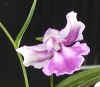 u-niji6140012.jpg (20368 oCg)