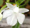 u-sirobana6150031.jpg (45247 oCg)