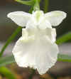 u-sirobana6150032.jpg (31981 oCg)