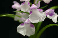 macchan0228-reinbou.jpg (19245 oCg)