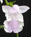 u-nioubana6070050.jpg (10701 oCg)